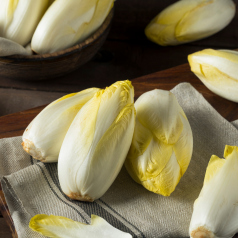 Racines de chicons ou endives - 20 racines Racines de chicons ou endives - 20 racines