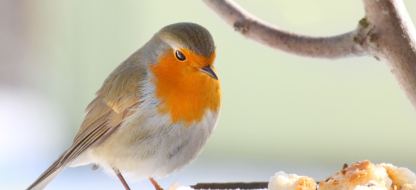 Biodiversiteit helpen in je tuin tijdens de winter