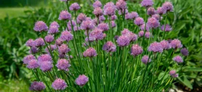 La Ciboulette : l'incontournable aromatique