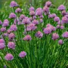 Bieslook: het onmisbare keukenkruid voor je tuin en je bord