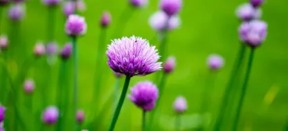 La division de la Ciboulette