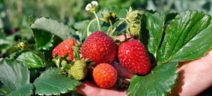 Bien choisir ses fraisiers – remontants ou non-remontants ?