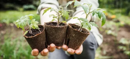 Réussir le rempotage des plants de tomates