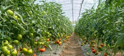 Bien arroser vos plants de tomates