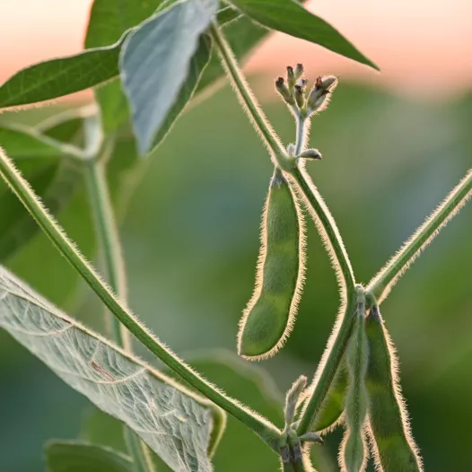 Soya Edamame Chiba Green