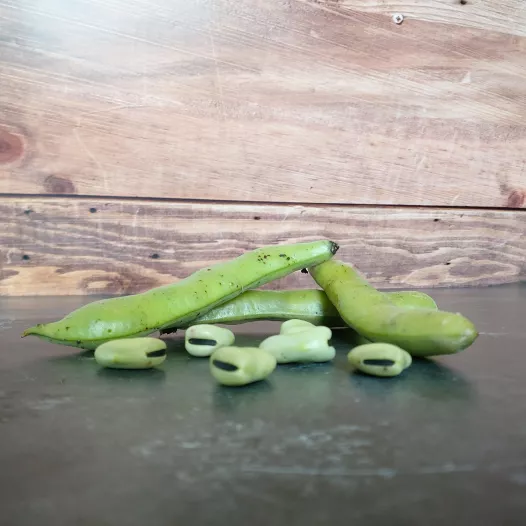 Tuinbonen aquadulce Tuinbonen aquadulce