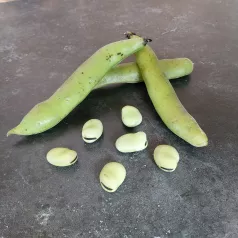 Tuinbonen aquadulce Tuinbonen aquadulce