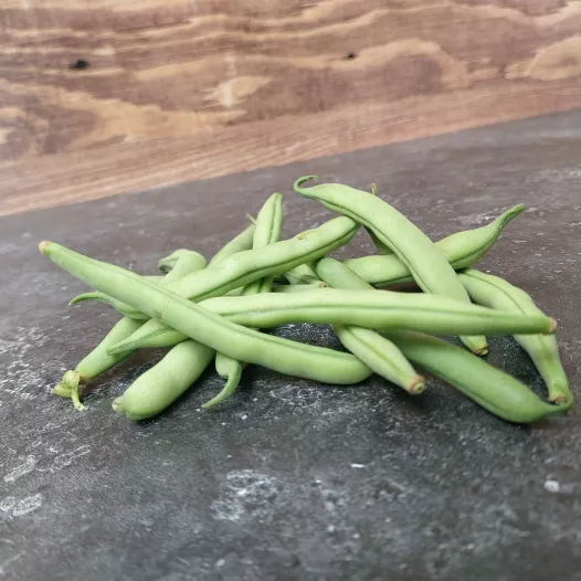 Stamslaboon Prélude Stamslaboon Prélude