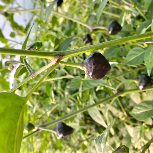 Peper Golden Nugget Peper Golden Nugget