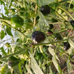 Peper Golden Nugget Peper Golden Nugget