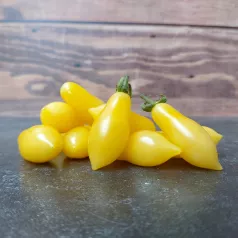 Tomate cerise Ivory Tears