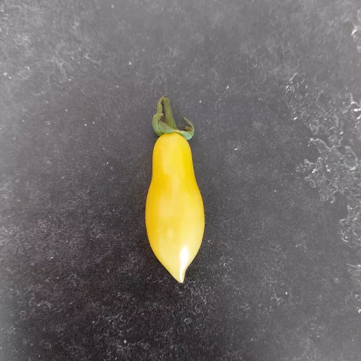 Tomate cerise Ivory Tears Tomate cerise Ivory Tears