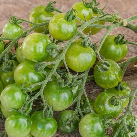 Tomaat cerise Green Doctor Frosted