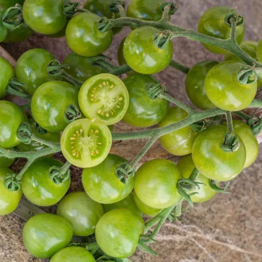 Tomaat cerise Green Doctor Frosted