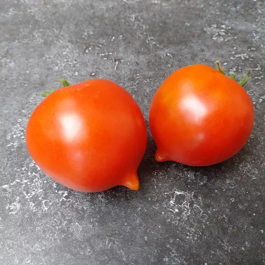 Tomate Merveille de Bastogne