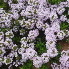 Thym Serpolet Thym Serpolet