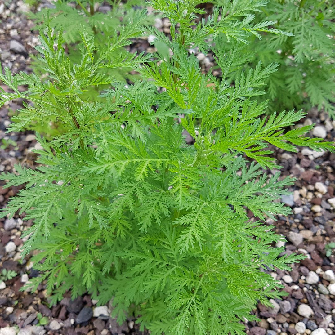 Armoise Annuelle Bio Séchée - 125g, Feuilles Et Fleurs, Herbe Séchée De Bulgarie