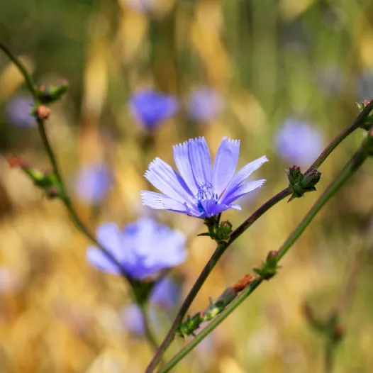 Wilde cichorei met blauwe bloemen Wilde cichorei met blauwe bloemen