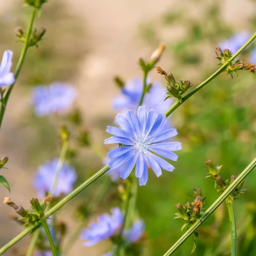 Wilde cichorei met blauwe bloemen Wilde cichorei met blauwe bloemen