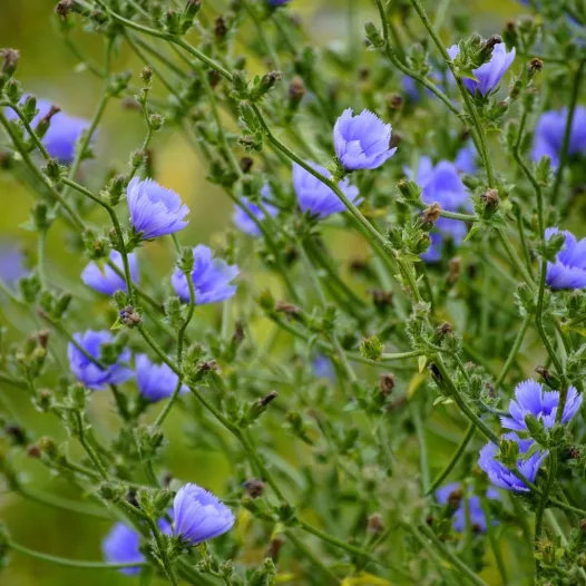 Wilde cichorei met blauwe bloemen Wilde cichorei met blauwe bloemen
