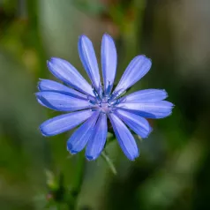 Wilde cichorei met blauwe bloemen Wilde cichorei met blauwe bloemen