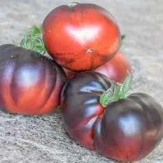 Tomate Black Beauty Tomate Black Beauty