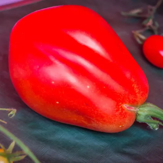Tomate Pera D'Abruzzo