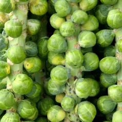 Brusselse spruiten Darkmar Brusselse spruiten Darkmar