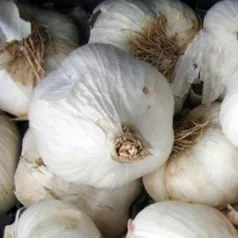 Ail  rose de printemps Flavor-  10 têtes Ail  rose de printemps Flavor-  10 têtes