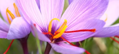Crocus sativus : tout savoir sur la fleur de safran, l’or rouge du jardin