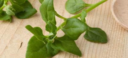 Cuisiner la tétragone : recettes d’été et conseils pour cultiver l’épinard de Nouvelle-Zélande Cuisiner la tétragone : recettes d’été et conseils pour cultiver l’épinard de Nouvelle-Zélande