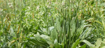 Manger le plantain : recettes originales et atouts d’une plante sauvage comestible Manger le plantain : recettes originales et atouts d’une plante sauvage comestible