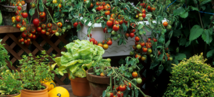 Comment réussir son potager urbain ?