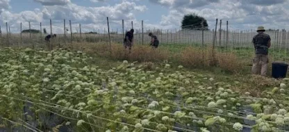 Récolter ses propres semences : autonomie, biodiversité et plaisir