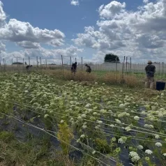 Je eigen zaden oogsten: autonomie, biodiversiteit en plezier
