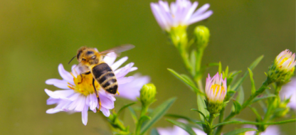 Tout comprendre sur l’hybridation des plantes potagères