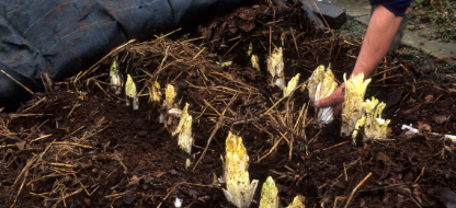 Des racines de chicons pour savourer l’hiver autrement Des racines de chicons pour savourer l’hiver autrement