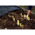 Des racines de chicons pour savourer l’hiver autrement