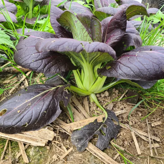 Pak choï red inferno