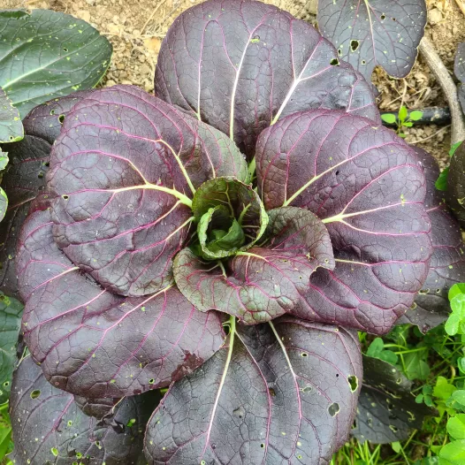 Pak choï red inferno