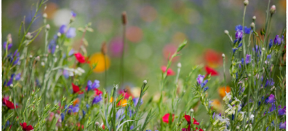 Créer une prairie fleurie : beauté naturelle et refuge pour les pollinisateurs
