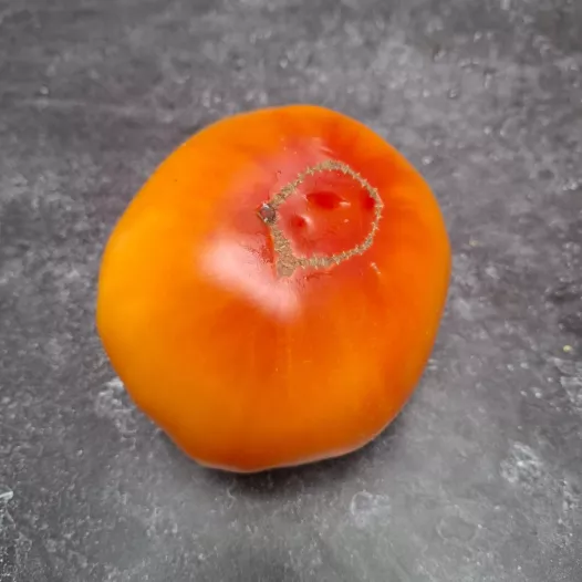 Tomaat Pamplemousse du Grand-Père Tomaat Pamplemousse du Grand-Père