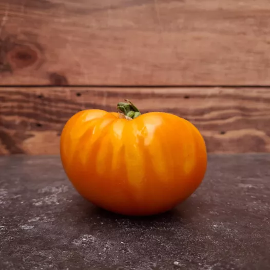 Tomate Pamplemousse du Grand Père - Semailles