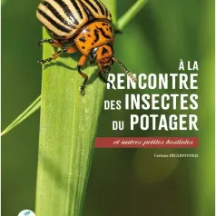 A la rencontre des insectes du potager