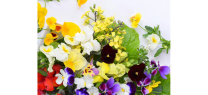 Fleurs comestibles : notre large sélection et nos idées recettes