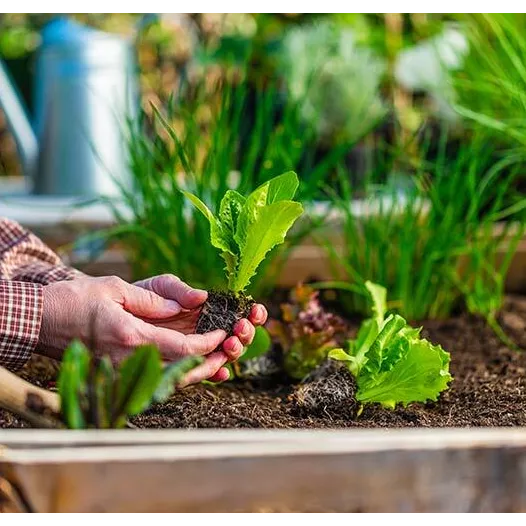 Zaadkit: Moestuinbak op maat