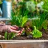 Kit semences : Mon bac potager graines en main