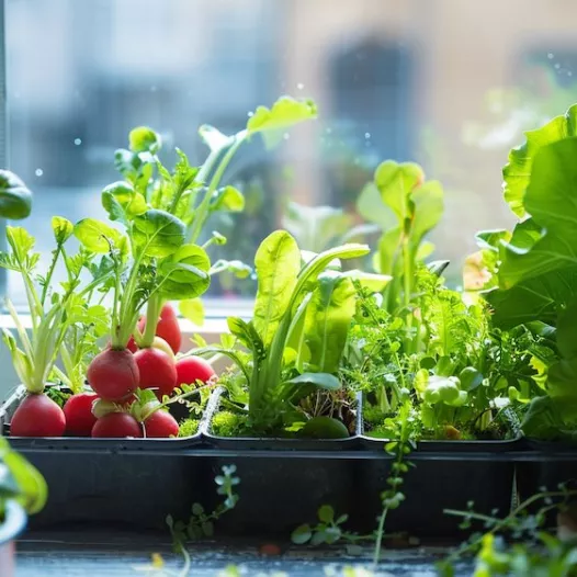 Zaadkit: Moestuinbak op maat