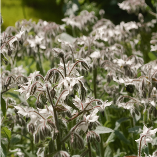 Bernagie met witte bloemen
