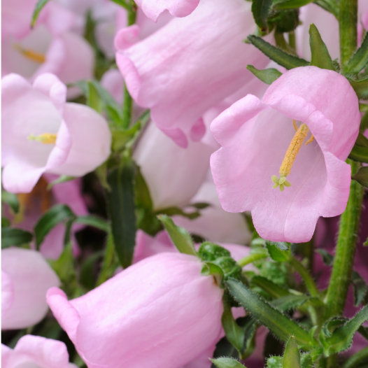 Campanule à grandes fleurs